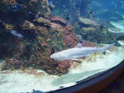 Haus des Meeres 4.02.2026